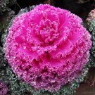 60 Seeds Kale Ornamental Brassica Winter Flowering Collard Fresh Seeds