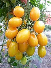 40 Seeds Rare 'Imperial Concubine' F1 Yellow Cherry Tomato Fresh Seeds