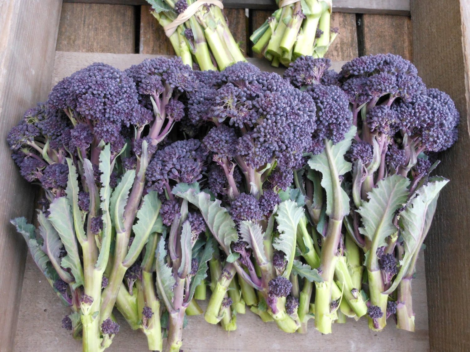 100 Seeds English Purple Sprouting Broccoli Early Brassica Oleracea Fresh Seeds