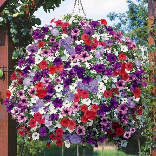 400 Seeds 'Fengguang' Hanging Petunia Hybrid Fresh Seeds