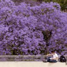 20 Seeds Heirloom Delonix Regia PurpleRed Flame Tree Fresh Seeds