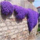 200 Seeds Perfume Rainbow Climbing Plant Colorful Rock Cress Flower Fresh Seeds