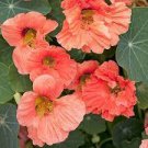 100 Seeds Heirloom Lady Gardener Double Bloom Light Fresh Seeds