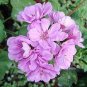 20 Seeds Geranium Light PinkishWhite Double Petals with Purple Fresh Seeds