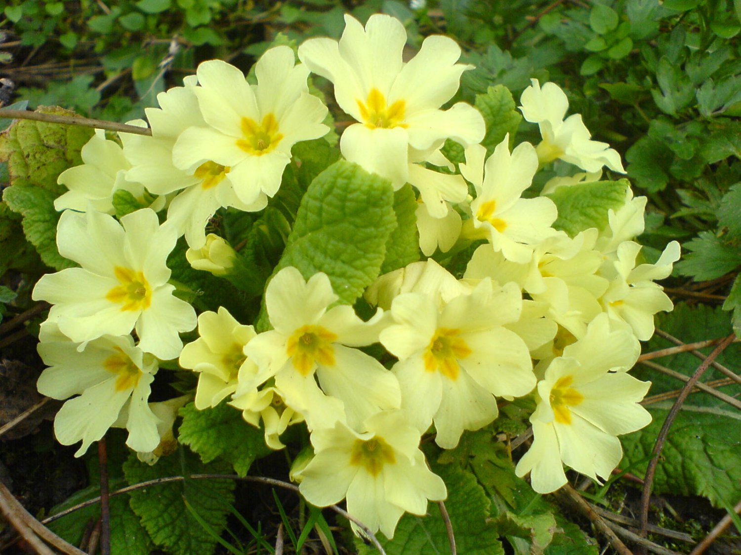 60 Seeds Primula Vulgaris Mix Common Primrose Flower Fresh Seeds