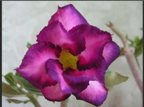 4 Seeds Rosy Adenium Obesum Kusuma Violet Desert Rose Fresh Seeds