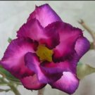 4 Seeds Rosy Adenium Obesum Kusuma Violet Desert Rose Fresh Seeds