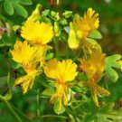 10 Seeds Yellow Canary Creeper Nasturtium Fresh Seeds