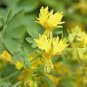 10 Seeds Yellow Canary Creeper Nasturtium Fresh Seeds