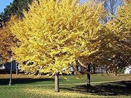 10 Seeds Rare Euro Yellow Ginkgo African Red Ginkgo Mixed Tree Fresh Seeds