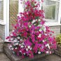 400 Seeds Rare Red, Pink, & White Climbing Petunia Flower Fresh Seeds