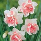 100 Seeds Purple Daffodils Aquatic Plants Double Petals Flower Fresh Seeds