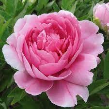 10 Seeds Rose Pink Peony Shrub Flowers Fresh Seeds