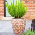200 Seeds Garden Foxtail Fern Fresh Seeds