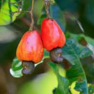 10 Seeds Exotic Cashew Tree Anacardium Occidentale Fresh Seeds