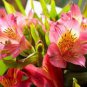 200 Seeds Peruvian Lily Alstroemeria Flower Fresh Seeds