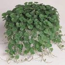 200 Seeds Dichondra Repens Ground Cover Plant Fresh Seeds