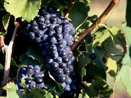 200 Seeds 'Little Bee' Black Grape Fruit Fresh Seeds