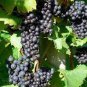 200 Seeds 'Little Bee' Black Grape Fruit Fresh Seeds