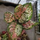 200 Seeds Rare Color Aglaonema Fresh Seeds