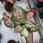 200 Seeds Rare Color Aglaonema Fresh Seeds