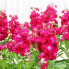 400 Seeds Matthiola Fragrant Garden Flower Fresh Seeds