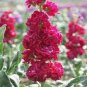 400 Seeds Matthiola Fragrant Garden Flower Fresh Seeds
