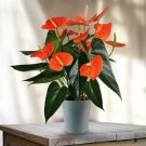 100 Seeds Anthurium Plant Beautiful Rainbow Fresh Seeds