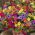 400 Seeds Hanging Petunia Garden Petunia Mixed Color Potted Fresh Seeds