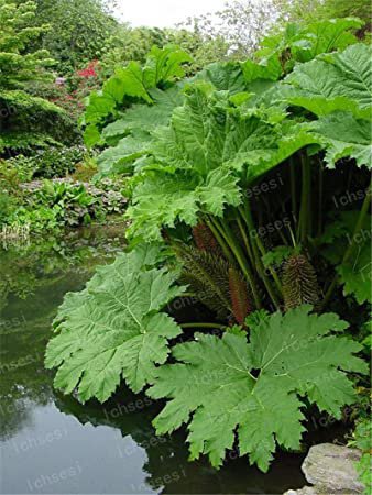 100 Seeds Gunnera Manicata Bonsai Giant Rhubarb Fresh Seeds