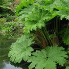100 Seeds Gunnera Manicata Bonsai Giant Rhubarb Fresh Seeds