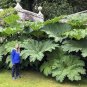 100 Seeds Gunnera Manicata Bonsai Giant Rhubarb Fresh Seeds