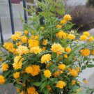 100 Seeds Kerria Japonica Sophora Japonica Flowering Bonsai Fresh Seeds