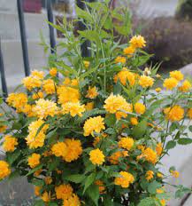 100 Seeds Kerria Japonica Sophora Japonica Flowering Bonsai Fresh Seeds