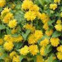 100 Seeds Kerria Japonica Sophora Japonica Flowering Bonsai Fresh Seeds