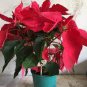 200 Seeds Poinsettia DIY Potted Colorful Fresh Seeds