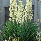 400 Seeds Yucca Bonsai Fresh Seeds