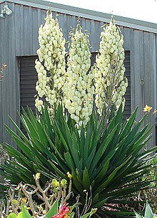 400 Seeds Yucca Bonsai Fresh Seeds
