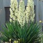 400 Seeds Yucca Bonsai Fresh Seeds