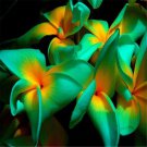 200 Seeds Plumeria Hawaiian Frangipani Flower Fresh Seeds