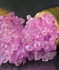 20 Seeds Rare Imported Pink Rose Bliss Finger Lime Plant Fresh Seeds