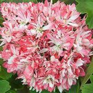 20 Seeds 'ThousandHand Kwanyin' Geranium PinkWhite Flowers Fresh Seeds