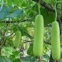 20 Seeds Green Long Club Bottle Gourd Fruit Fresh Seeds