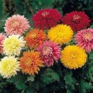 40 Seeds Balcony Potted Chrysanthemum Flowers Fresh Seeds