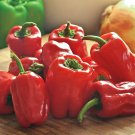 40 Seeds Bell Pepper 'Cajun Belle' Vegetable Fresh Seeds