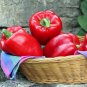 40 Seeds Bell Pepper 'Cajun Belle' Vegetable Fresh Seeds