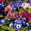 60 Seeds Dark BlueWhite Florist's Cineraria F2 Fresh Seeds