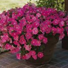 200 Seeds Rare Colorful Wavy Petunia Flowers Fresh Seeds