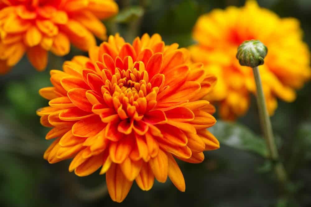100 Seeds Orange Chrysanthemum Flower Fresh Seeds