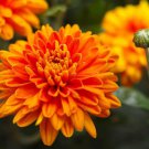 100 Seeds Orange Chrysanthemum Flower Fresh Seeds